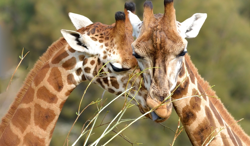 Мордочки пары жирафов