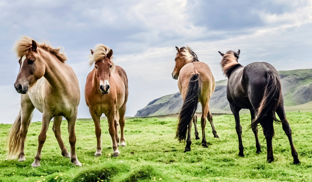 Четверка породистых лошадей