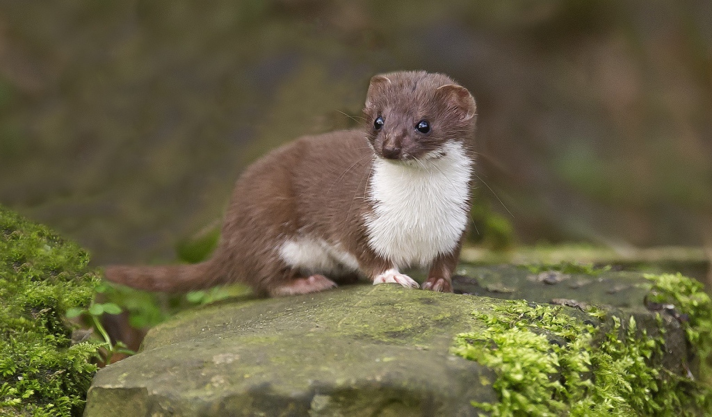 Забавный горностай