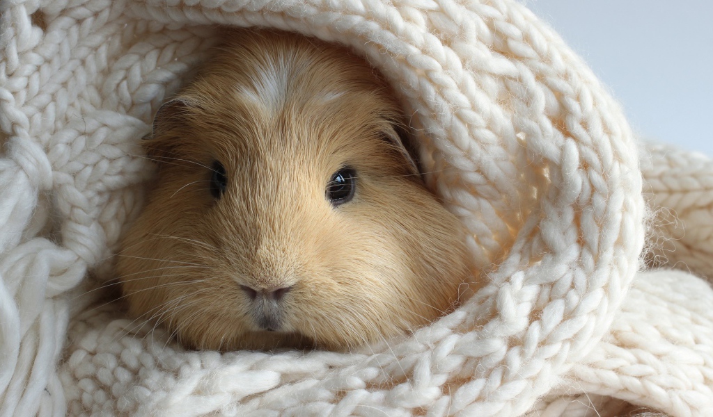 Забавный хомяк