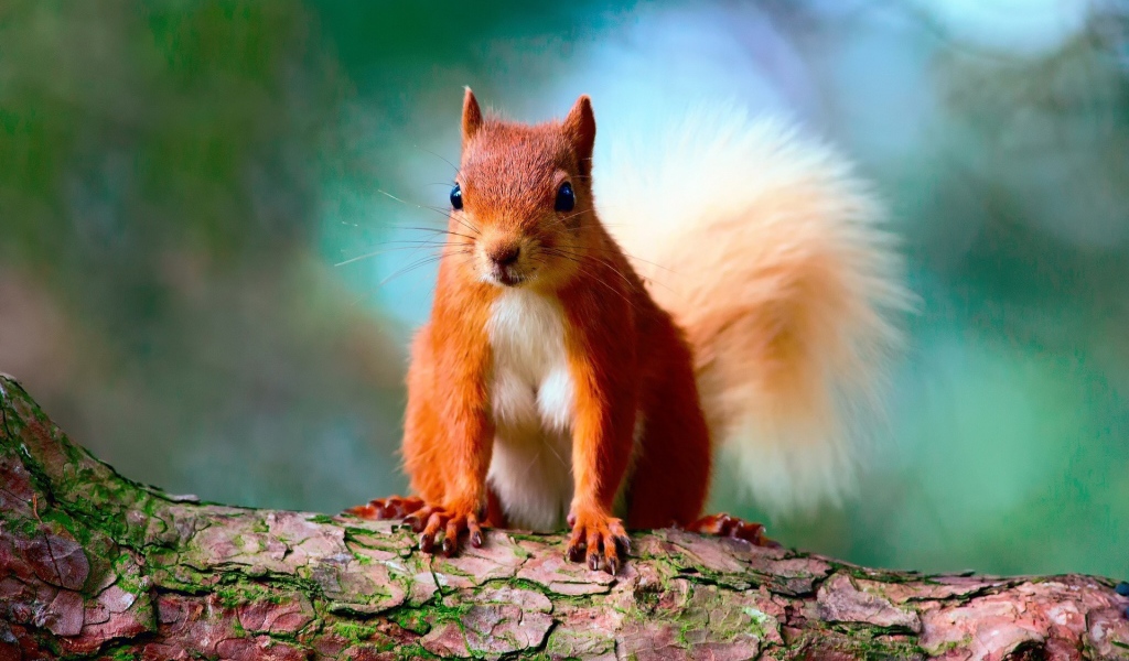 Забавная рыжая белка