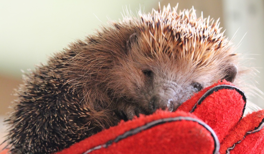 Нежный ёжик