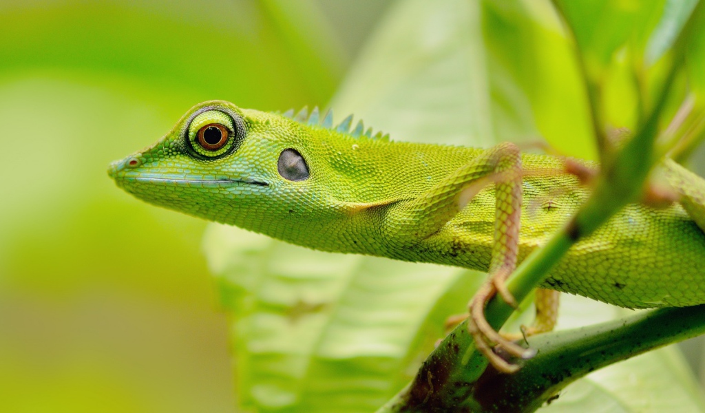 Зеленый зверь в джунглях