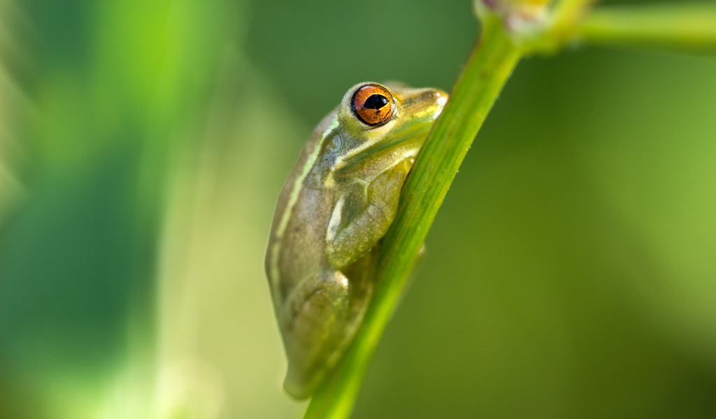 Зелёная лягушка на стебле