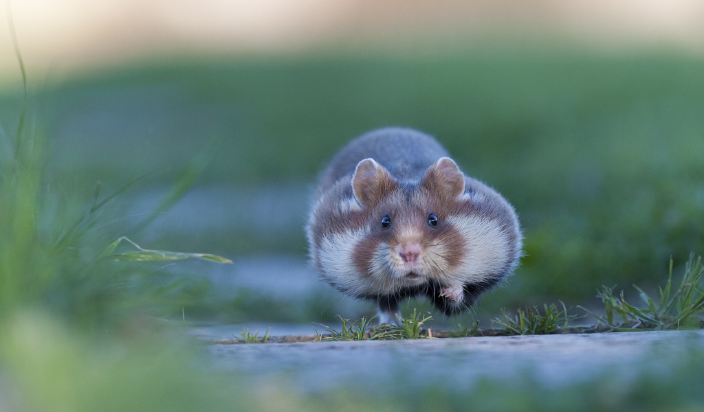 Хомяк бежит по траве