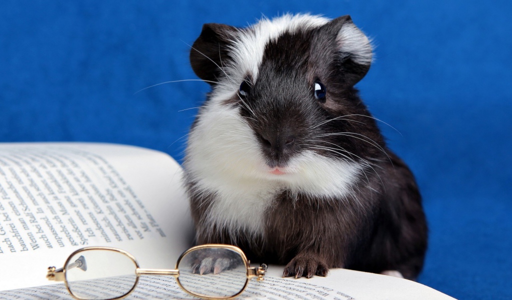 Хомячок с книгой 