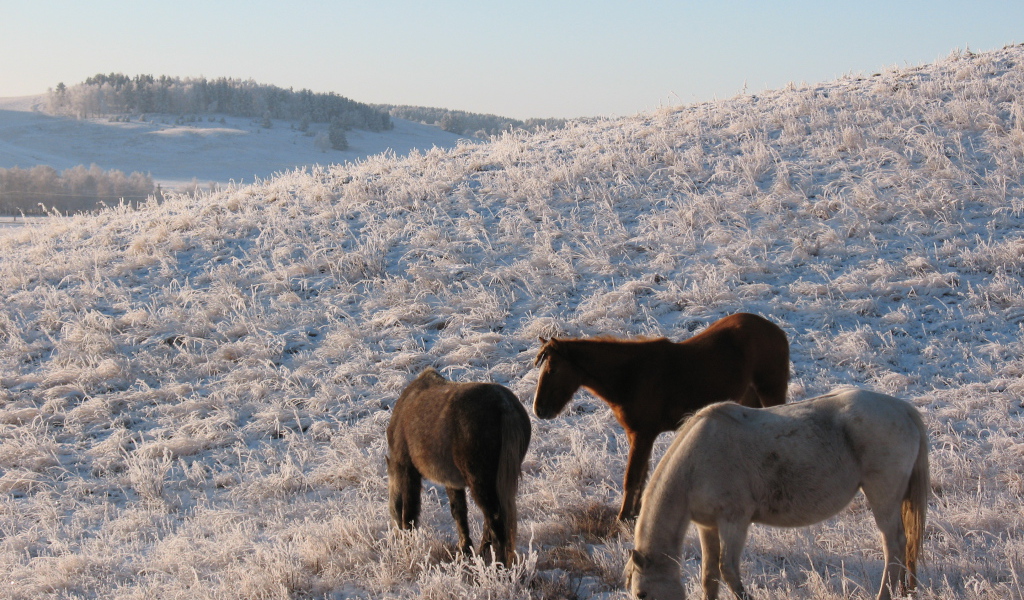 Лошади на зимнем поле