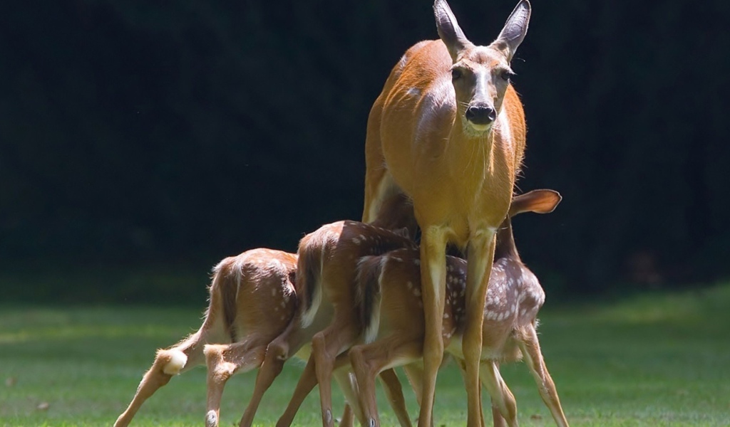 Mалыши косули с мамой