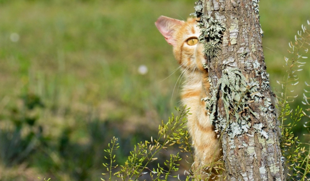 Котенок прячется за деревом