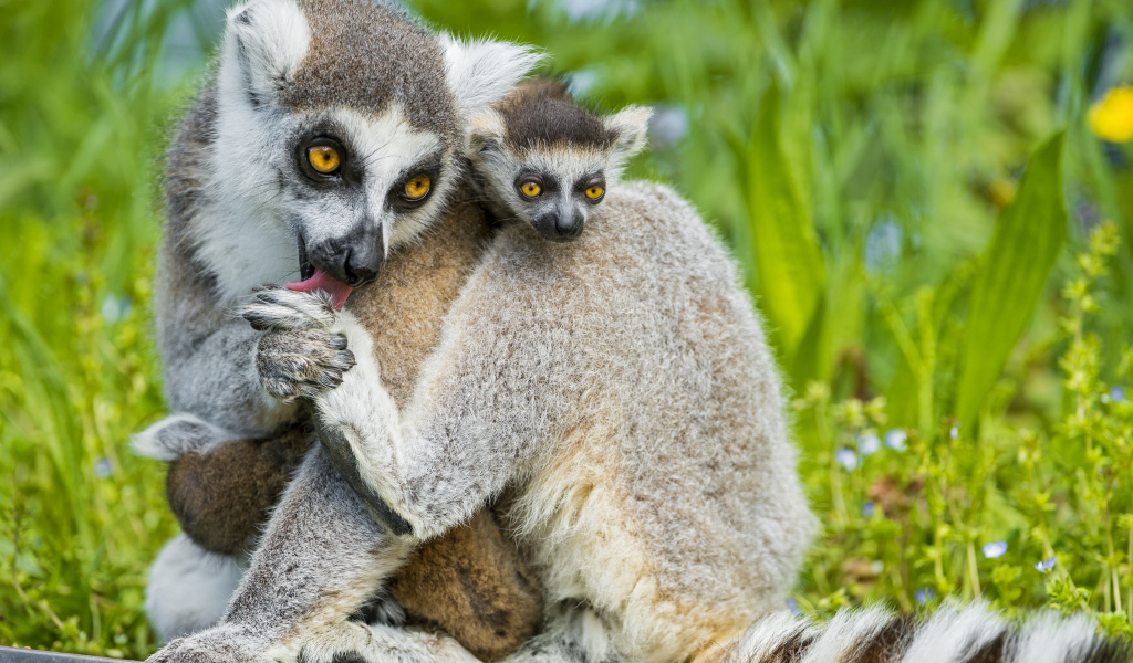 Лемур с детенышем