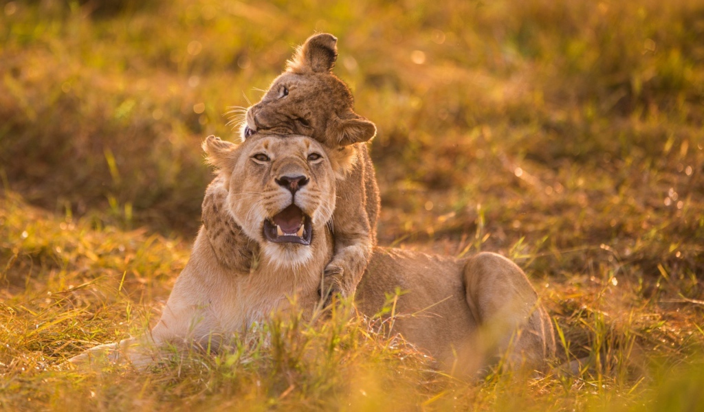Львица и детёныш на травке