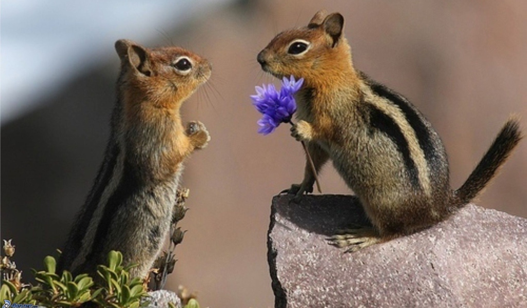 Влюбленные горностаи на камне