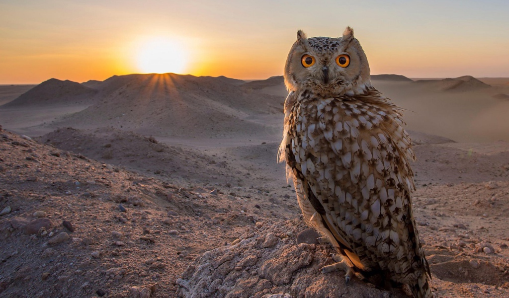 Филин в пустыне