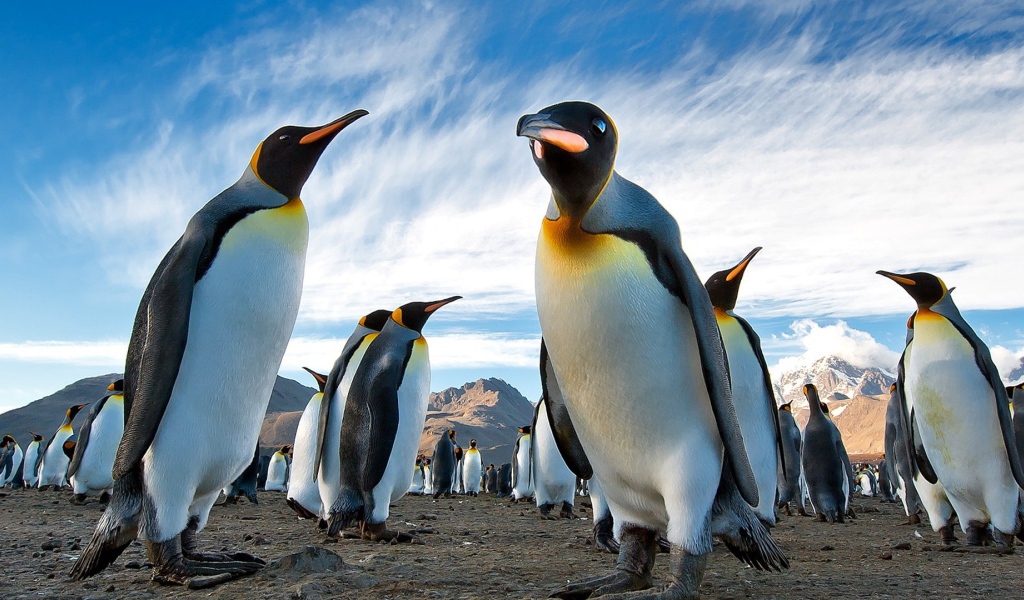 Пингвины в Арктике