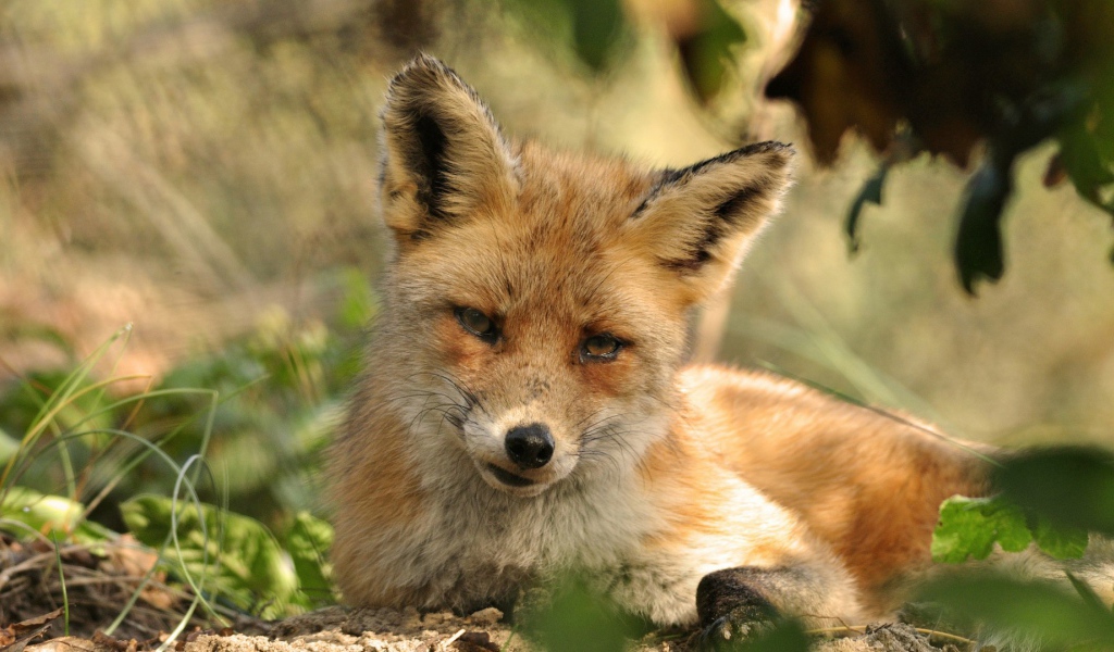 Рыжая лиса
