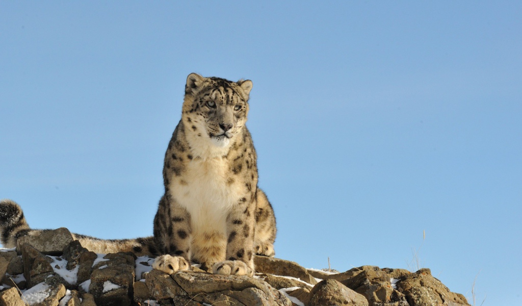 Грустное животное