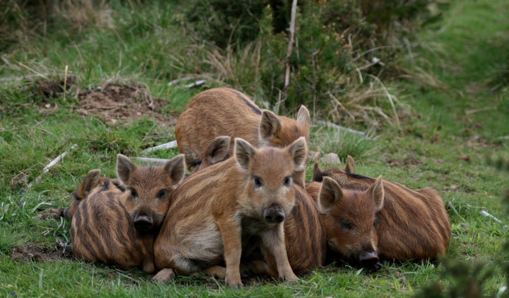 Cемъя животных на траве