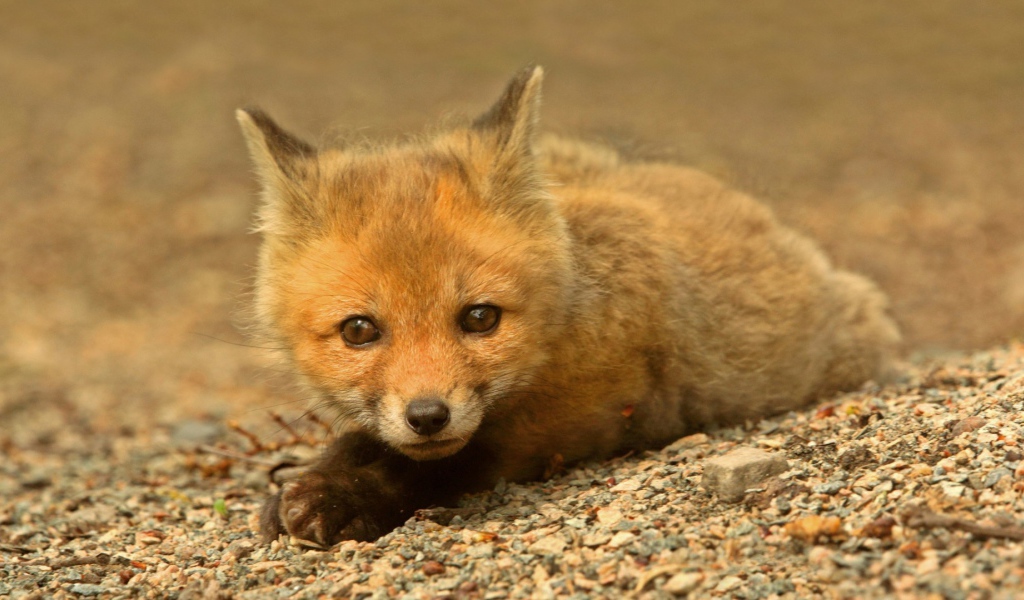 Маленький зверек