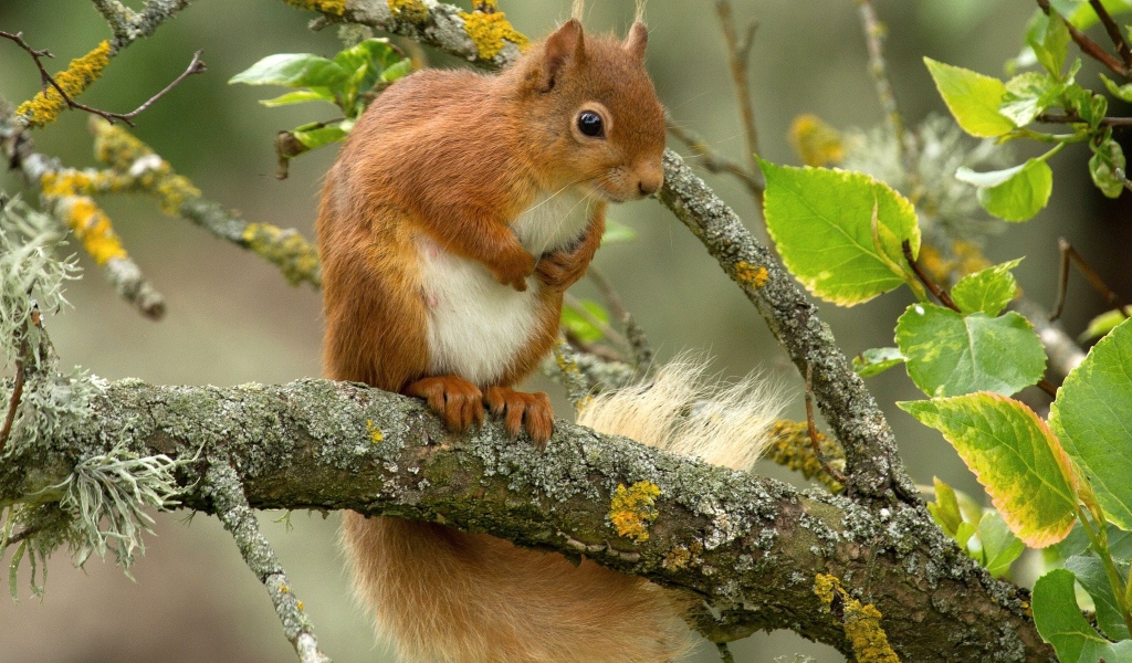 Белка сидит на ветке