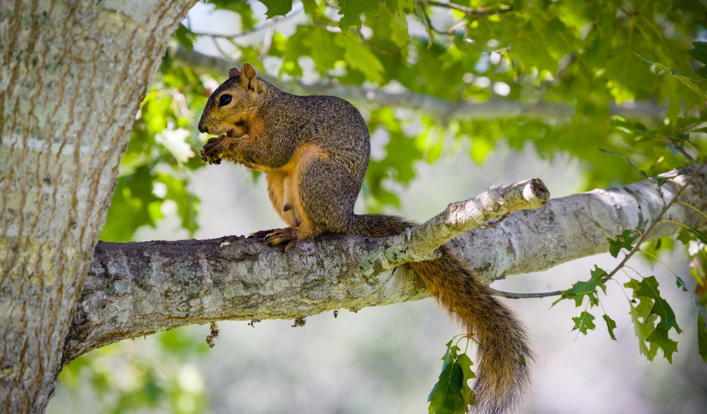 Белка сидит на дереве