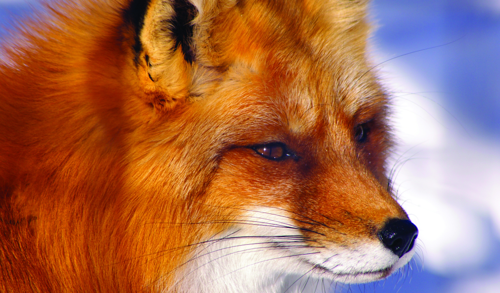 Строгий взгляд лисы