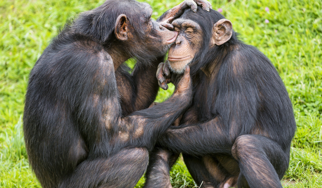 Сладкая парочка шимпанзе