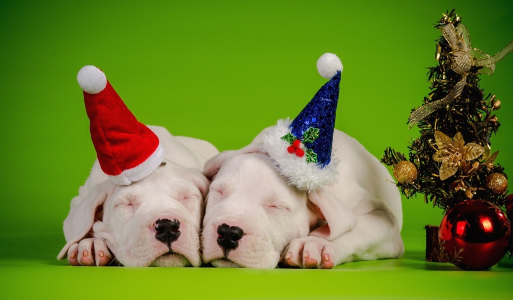 Два новогодних щенка 