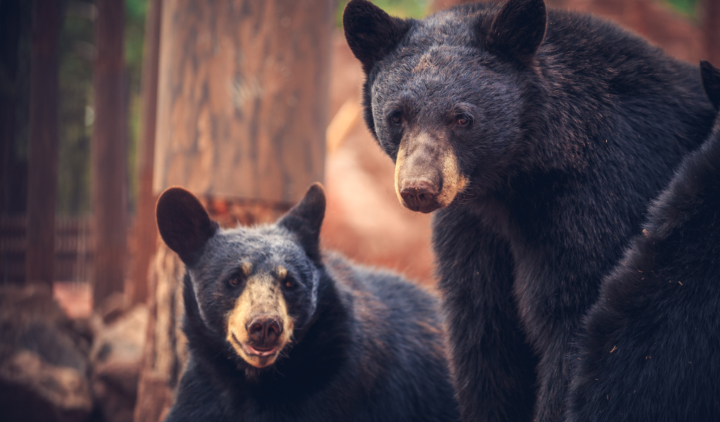 Два медведя среди деревьев