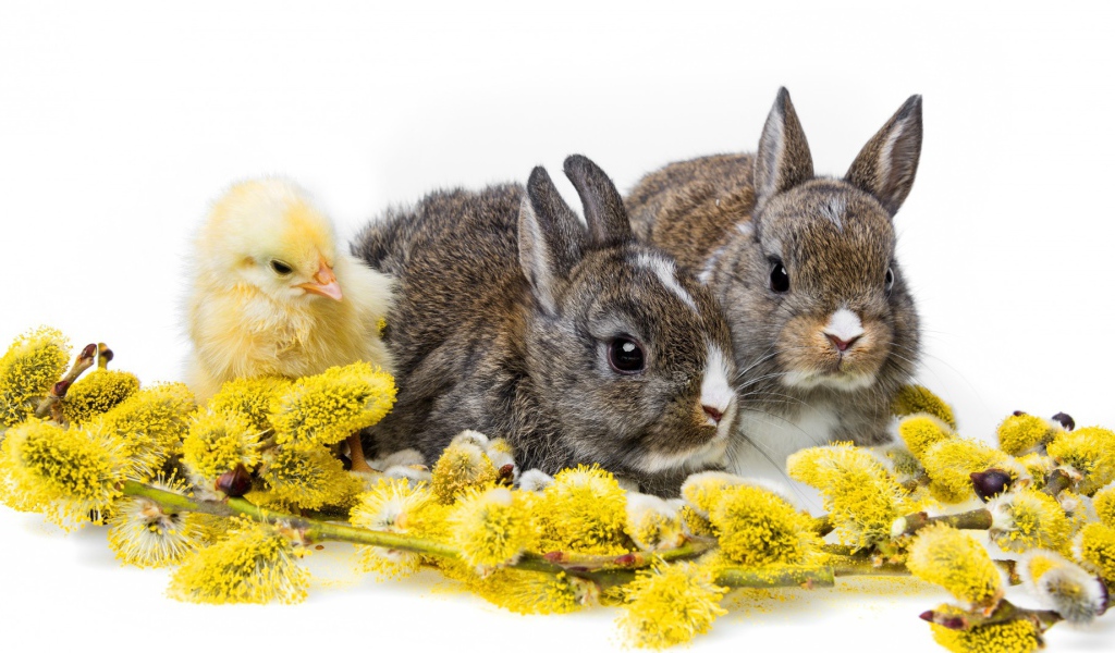 Два кролика и цыпленок