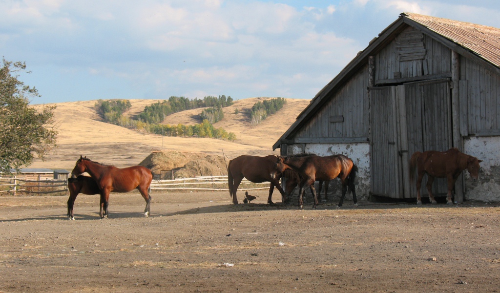Прогулка у конюшни