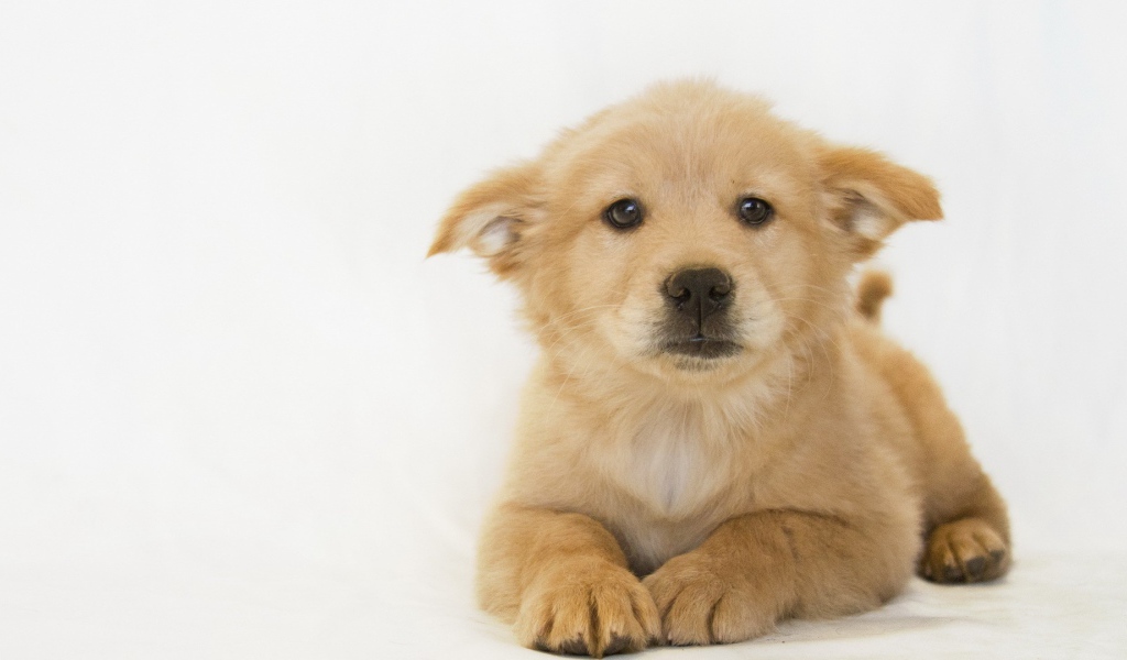 Белый щенок