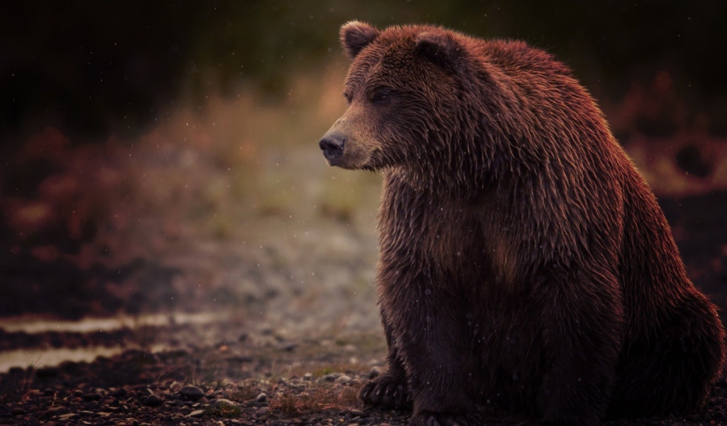 Медведь и туман