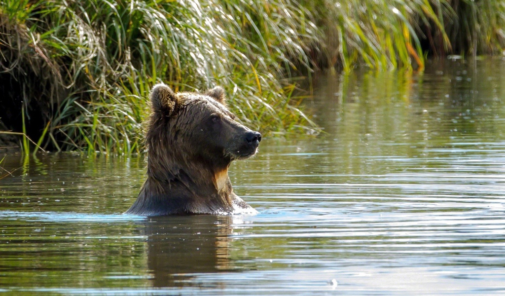 Медведь в воде