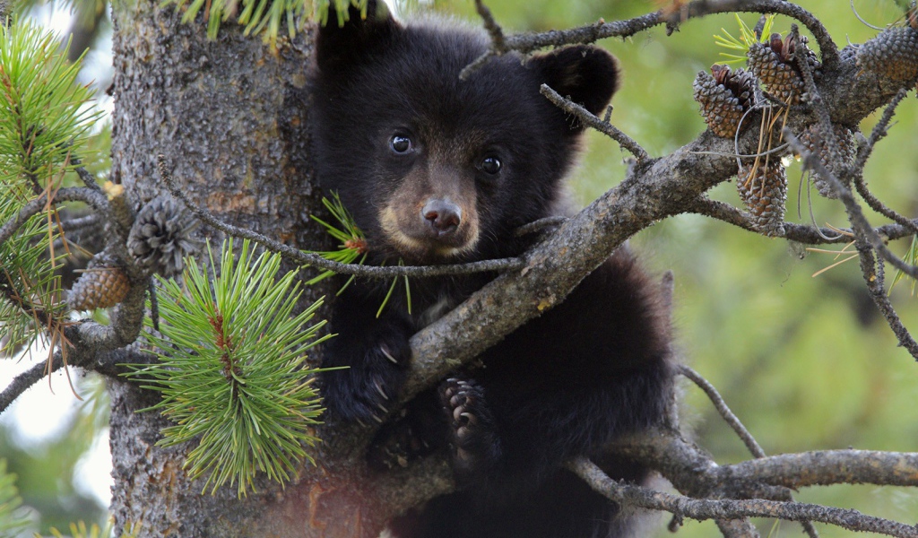 Медвежонок сидит на дереве