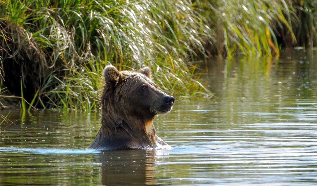 Медведь купается в реке