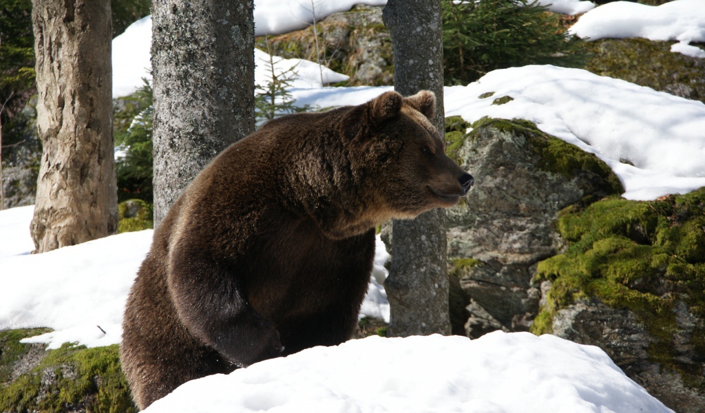 Медведь проснулся весной