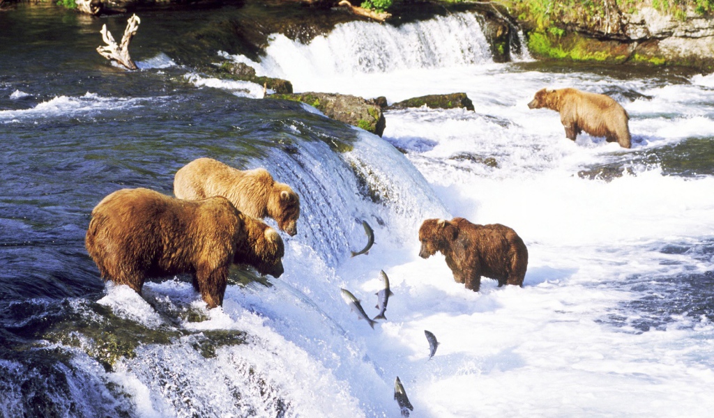 Медведи ловят рыбу