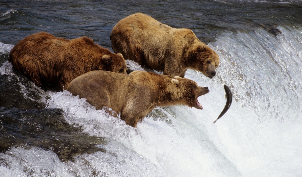 Коричневые медведи на Аляске