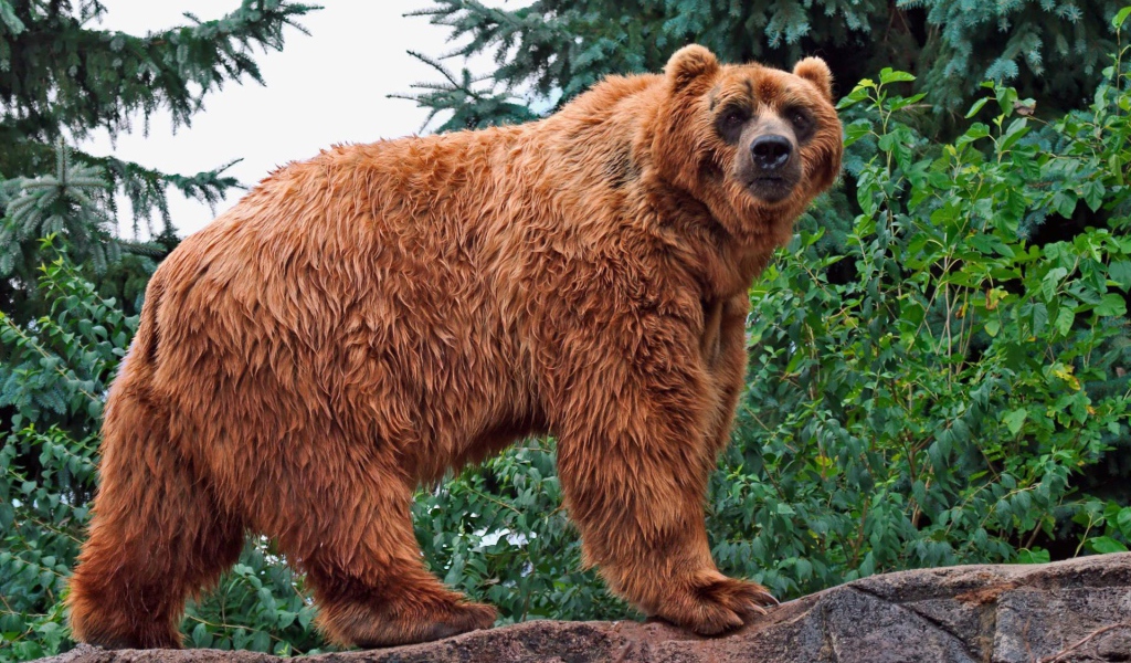 Кадьяк медведь