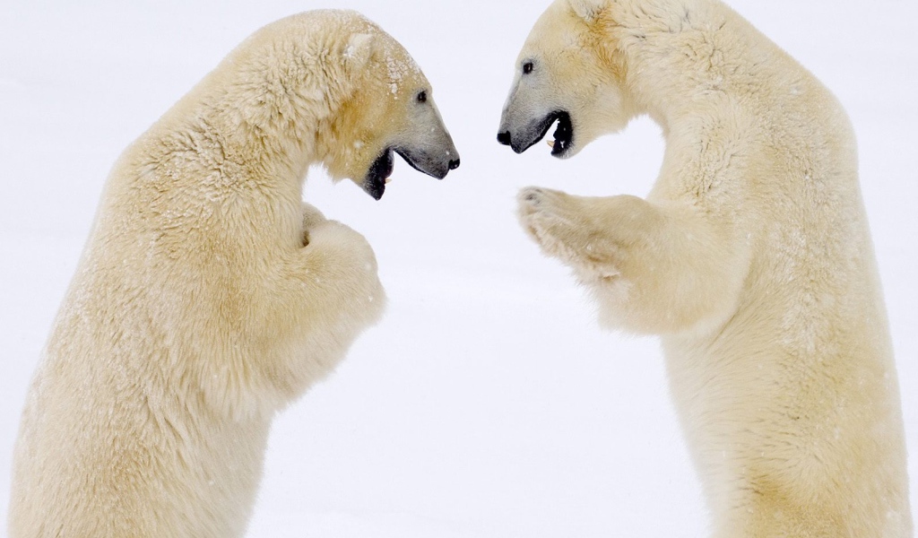 Схватка белых медведей