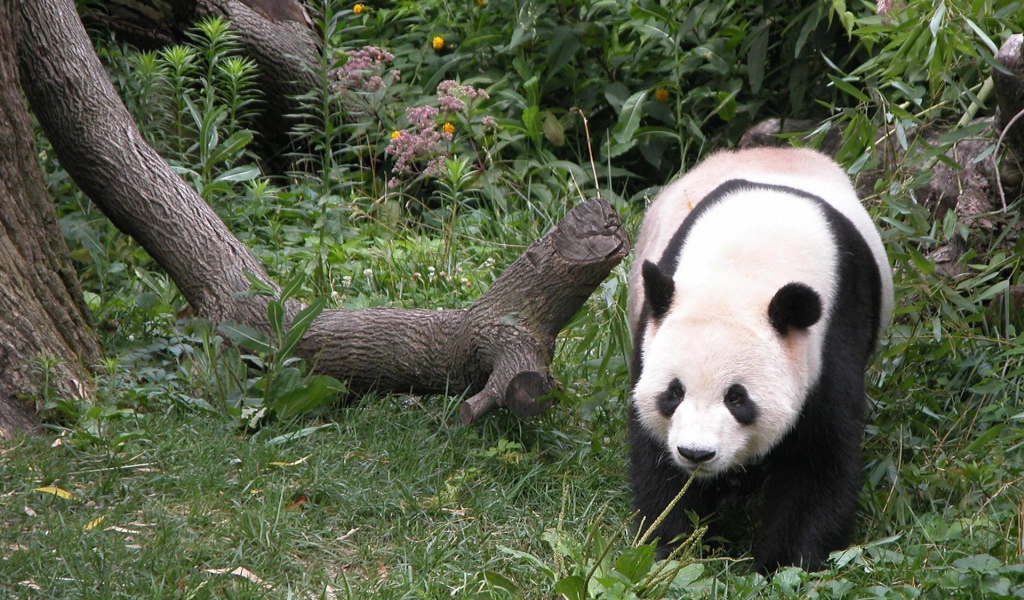 Панда гуляет по лесу