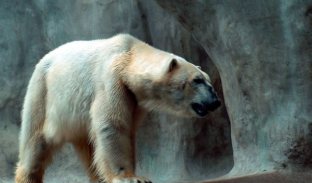 Полярный медведь