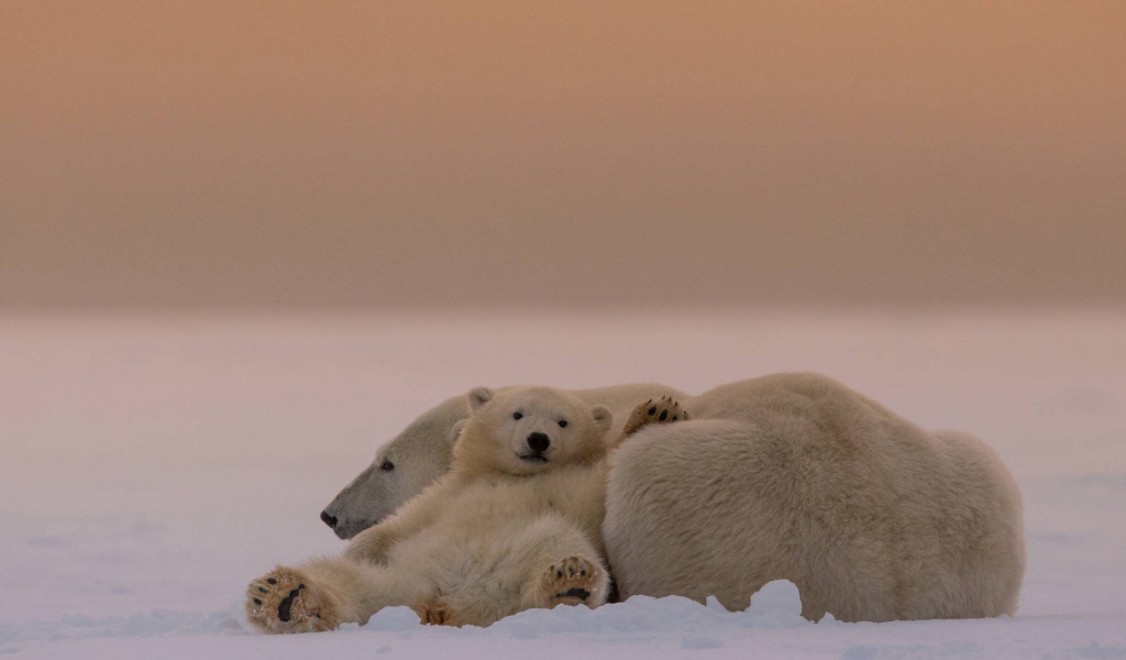 Белые медведи на снегу