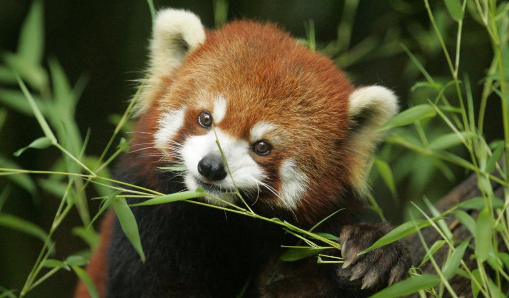 Рыжая панда