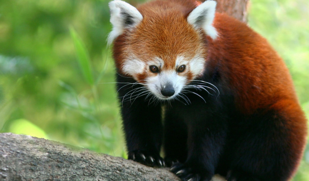 Красная панда