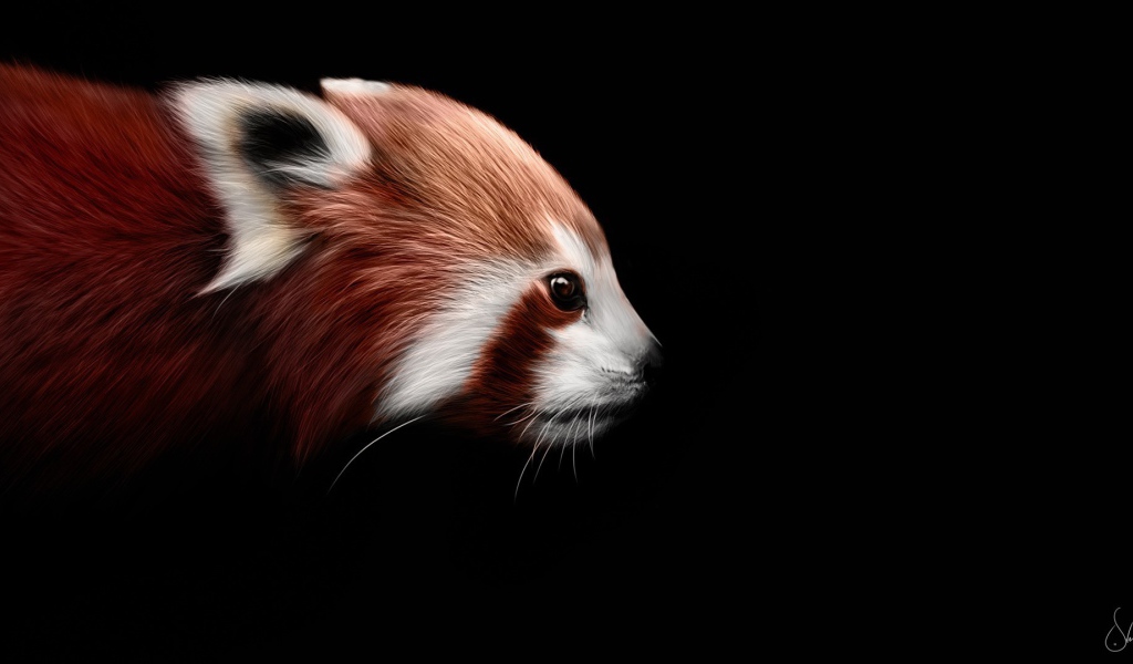 Красная панда на черном фоне