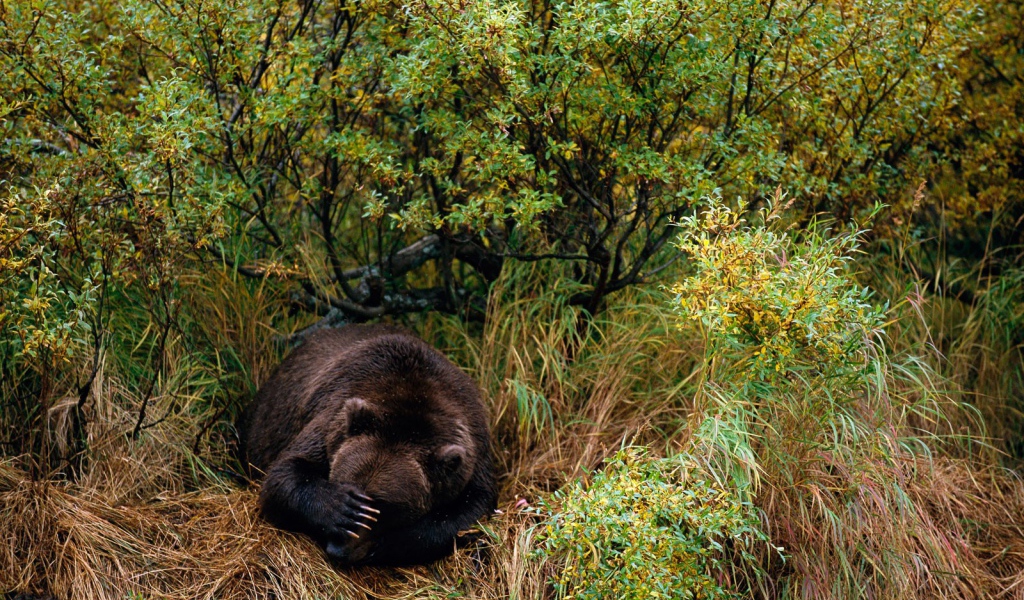 Медведь спит в траве