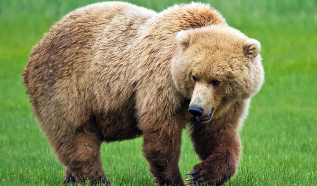 Медведь идет по траве