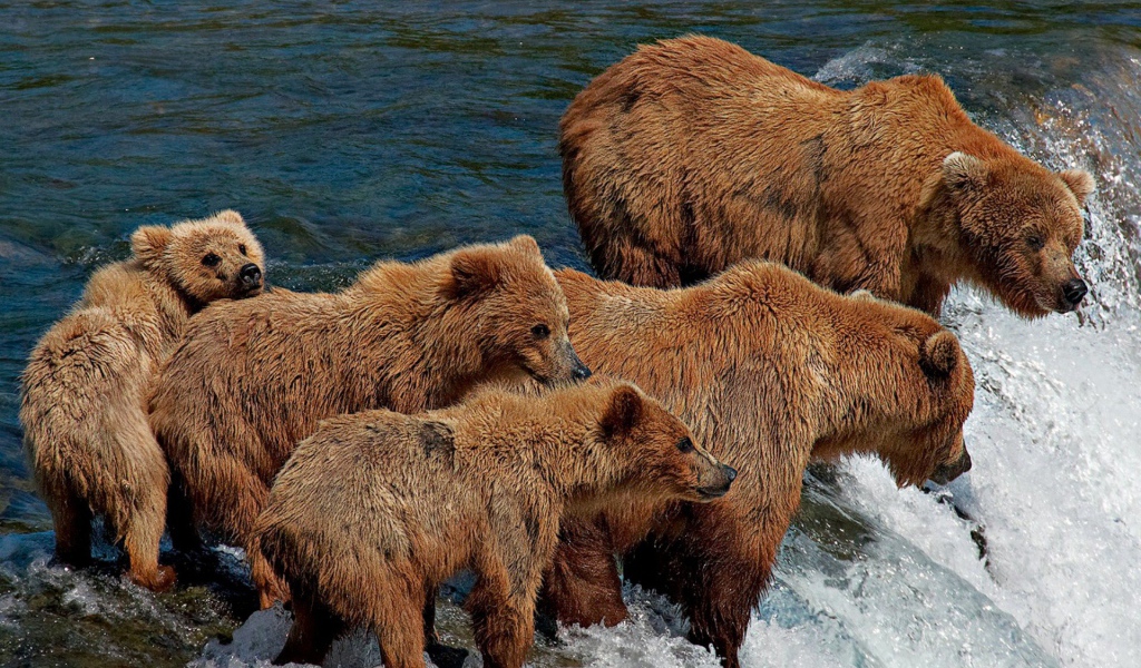 Семья медведей на рыбалке