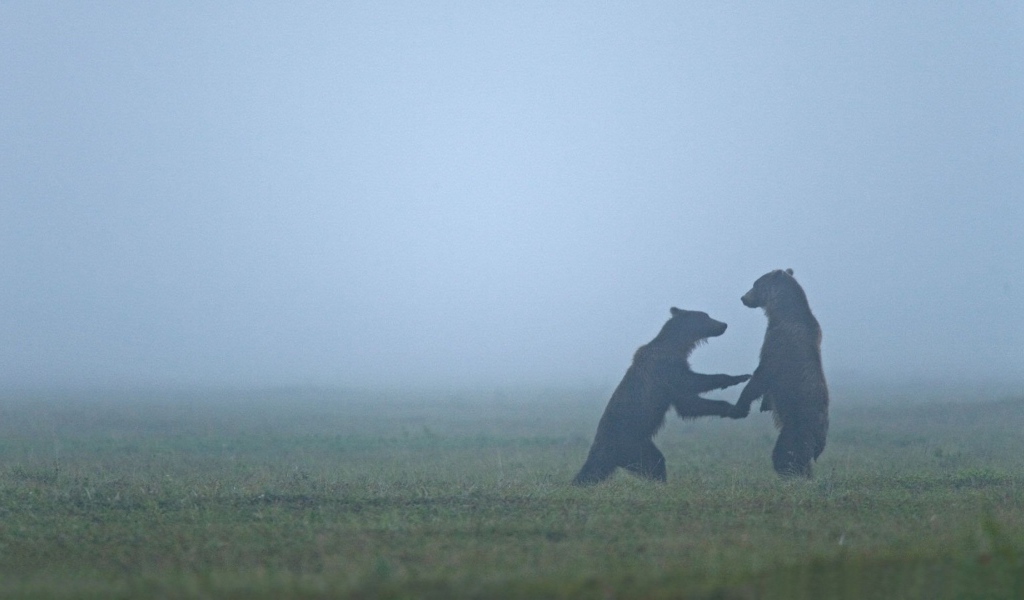 Встреча медведей